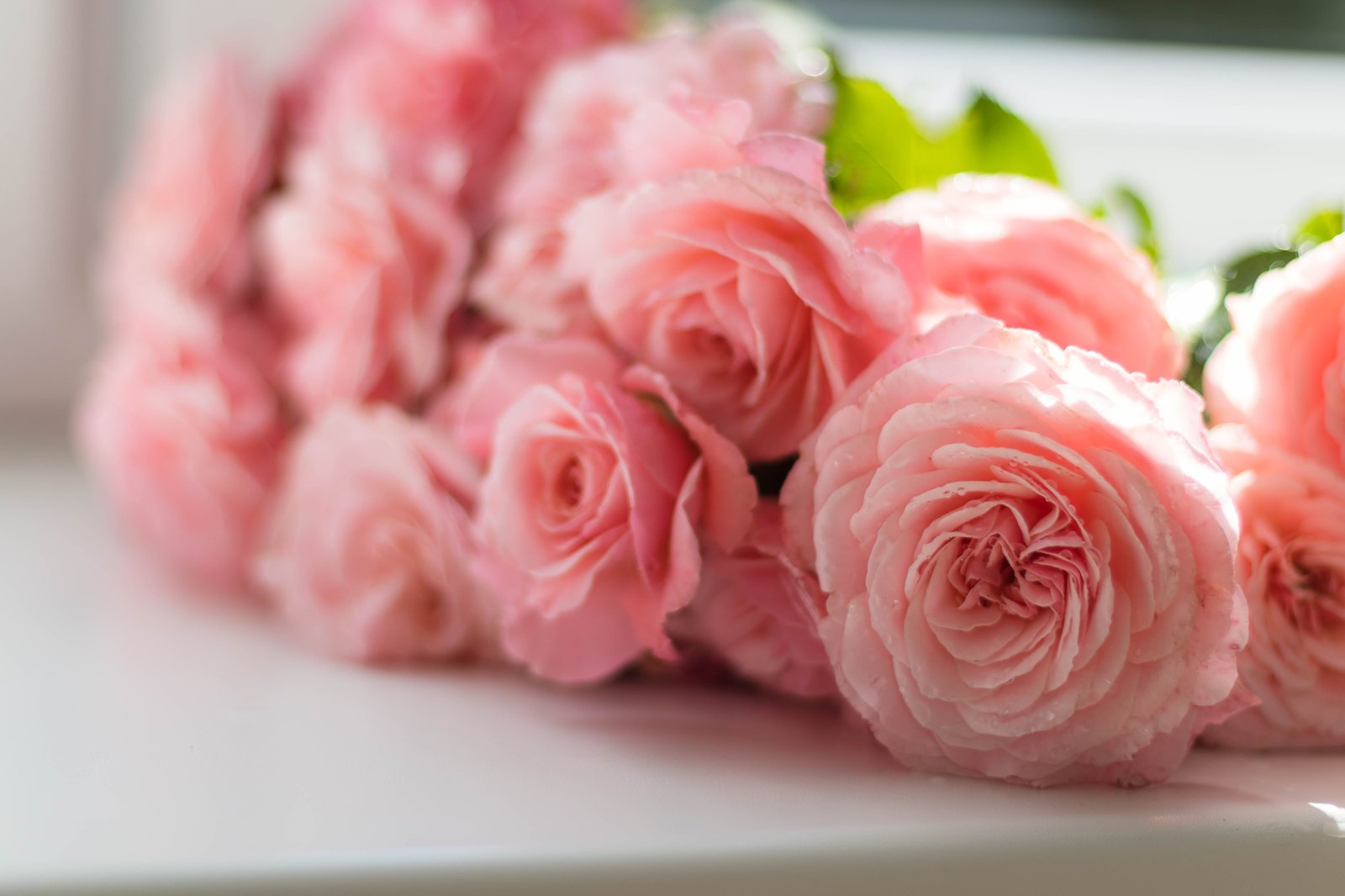 A cluster of pink roses with green leaves rests on a white surface.