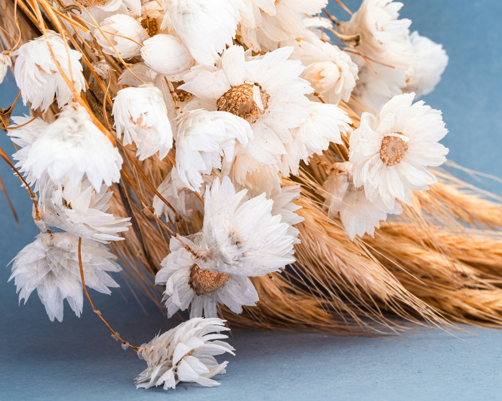 A bouquet of dried white flowers with brown centers and wheat stalks rests on a blue surface.