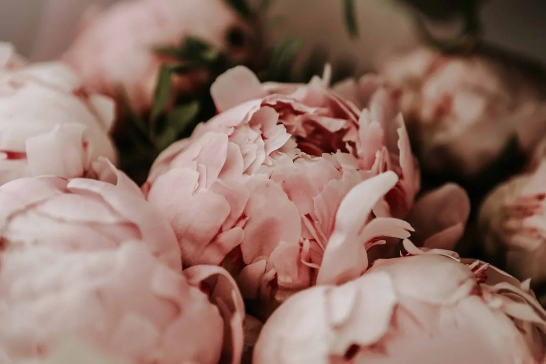 A close-up of several light pink peonies with green leaves in the background.