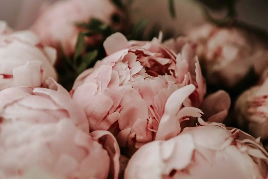 Lush British summer bouquet of garden roses, peonies and sweet peas in soft natural light