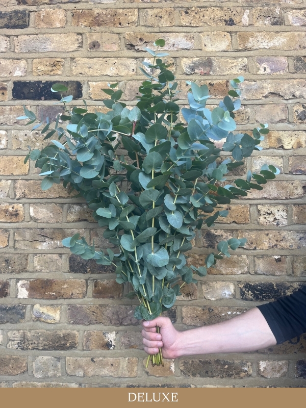 Deliciously Scented Eucalyptus Bunch