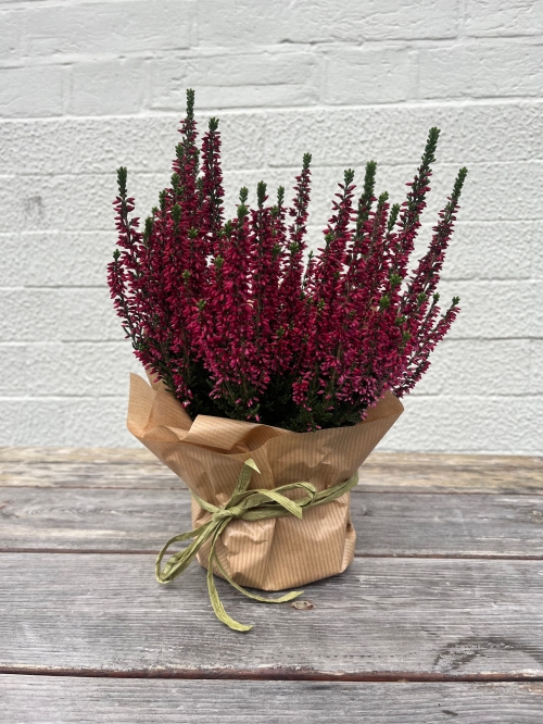 Heather Plant – Calluna vulgaris
