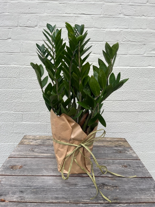 ZZ Plant – Zamioculcas zamiifolia
