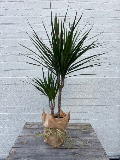 Dracaena Plant