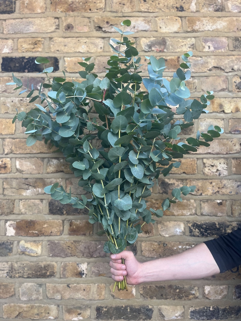 Deliciously Scented Eucalyptus Bunch