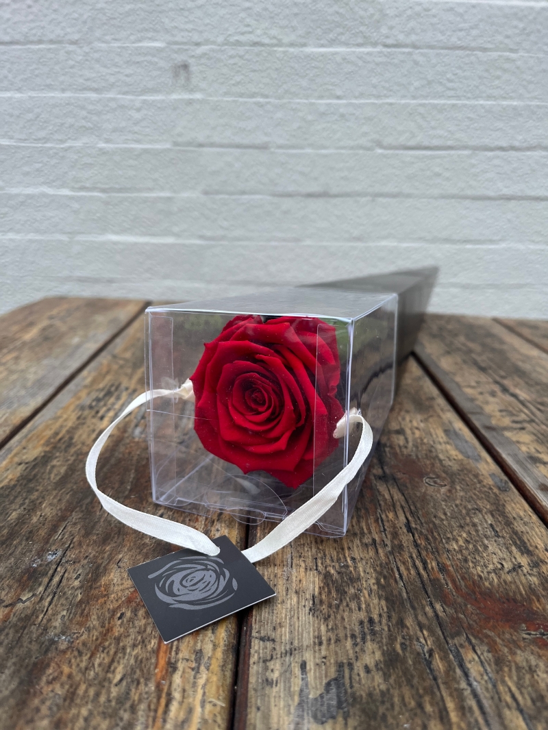 Single Everlasting Rose – Classic