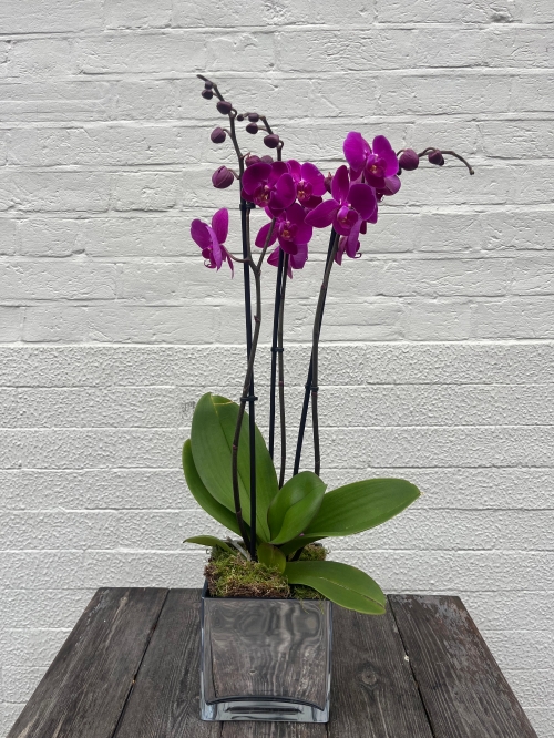 Three Stem Phalaenopsis Orchid in Glass Vase