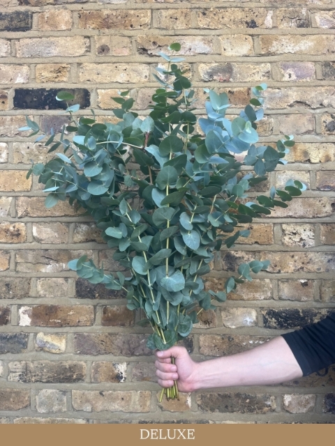 Deliciously Scented Eucalyptus Bunch