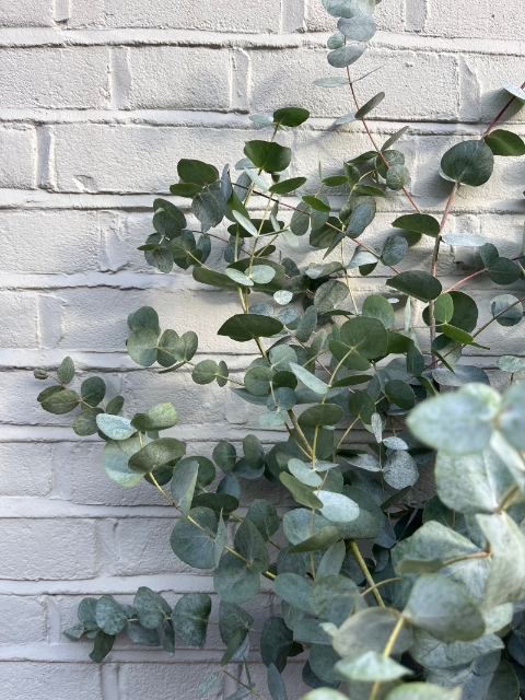 Deliciously Scented Eucalyptus Bunch