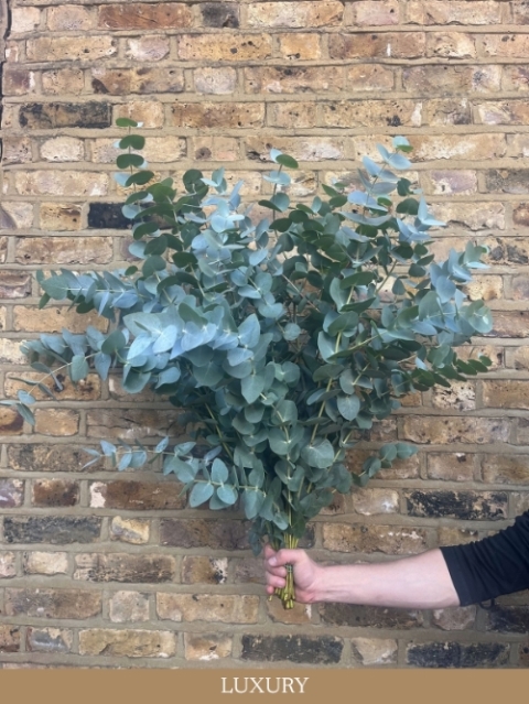 Deliciously Scented Eucalyptus Bunch