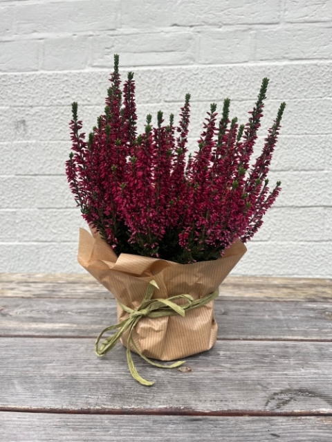 Heather Plant – Calluna vulgaris