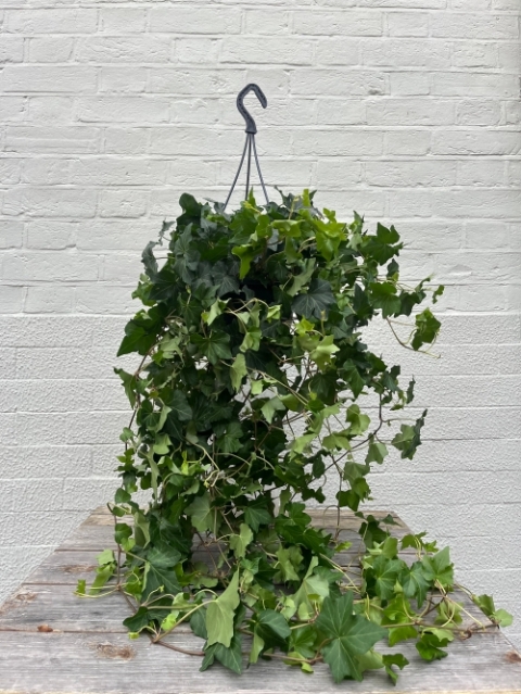 Hanging Ivy Plant – Hedera helix