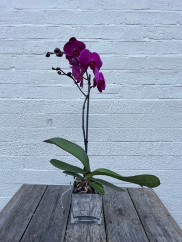 Assorted Single Phalaenopsis Orchid in Glass Vase