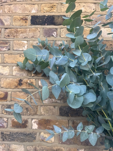 Deliciously Scented Eucalyptus Bunch