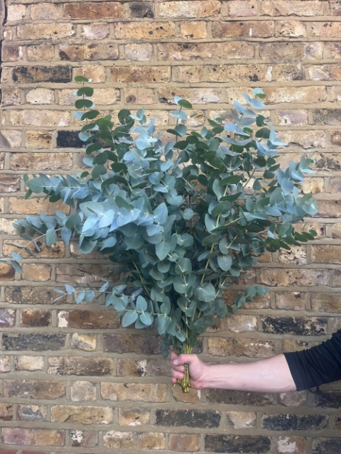 Deliciously Scented Eucalyptus Bunch