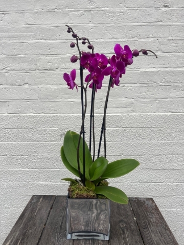 Three Stem Phalaenopsis Orchid in Glass Vase